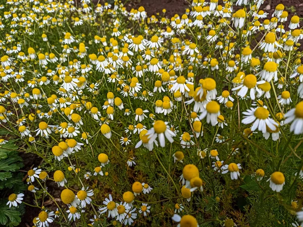 Fechado Acima Gardenfield Camomila Umas Flores Brancas Amareladas Pequenas Chamadas — Fotografia de Stock