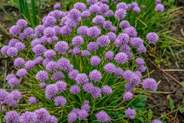 Erba Cipollina Fiorita Lussureggiante Con Boccioli Viola Giardino Erba Cipollina — Foto Stock