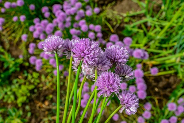 Saftig Blühender Schnittlauch Mit Violetten Knospen Garten Wilder Schnittlauch Blüht — Stockfoto