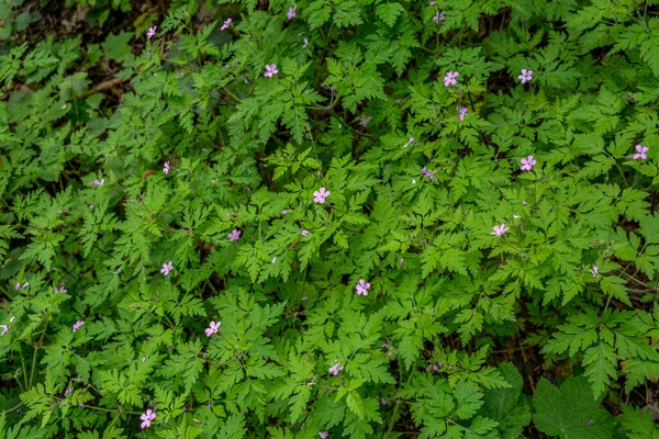フィールドで成長するゲラニウムRobertianum マクロ ハーブロバートの花と緑の葉 — ストック写真