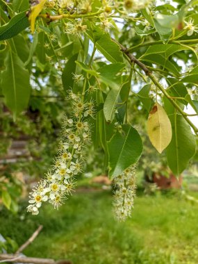 Prunus serotina 'nın çiçek açan beyaz çiçeklerine yakın, kara kiraz, yabani kiraz, romlu vişne veya dağ siyah kirazı olarak bilinir..