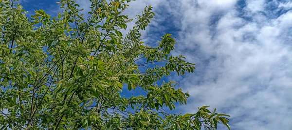 Primer Plano Las Flores Blancas Florecientes Prunus Serotina Conocida Como —  Fotos de Stock