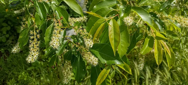 Nær Blomstrende Hvite Blomstene Til Prunus Serotina Kjent Som Svart – stockfoto