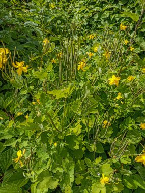 Celandine çiçekleri. Yakın plan fotoğraf. Çiçekli selandin. İlaç bitkisi.Chelidonium majus, daha büyük celandine veya tetterwort - Papaveraceae familyası, Avrupa 'nın doğal kestane türü, haşhaş