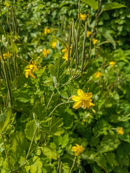 Celandine çiçekleri. Yakın plan fotoğraf. Çiçekli selandin. İlaç bitkisi.Chelidonium majus, daha büyük celandine veya tetterwort - Papaveraceae familyası, Avrupa 'nın doğal kestane türü, haşhaş