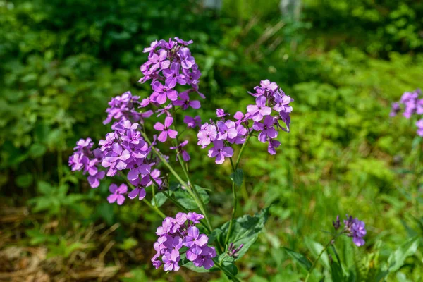 Hesperis Matronalis Violeta Verão Uma Planta Herbácea Perene Bienal Família — Fotografia de Stock