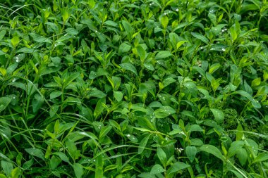 Yeşil çimenler. Polygonum aviculare. İlaç fabrikası. Yem bitkisi. Yakın plan. Yatay fotoğraf. Polygonum aviculare desenli. Birçok faydası olan tıbbi bitki. Seçici odak .