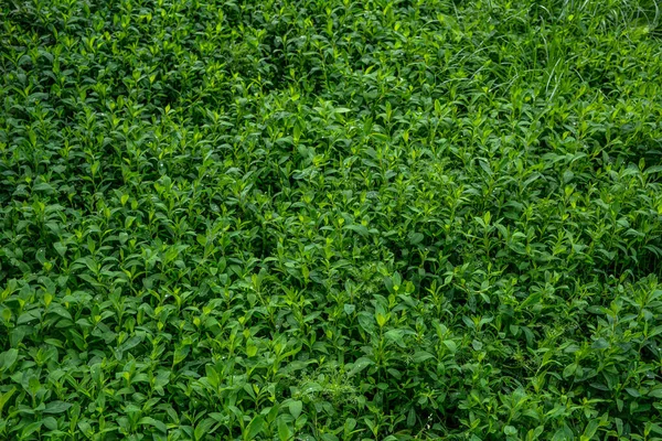 Green Grass Polygonum Aviculare Medicinal Plant Fodder Plant Close Horizontal — Stock Photo, Image