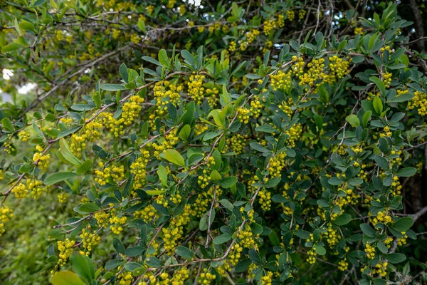 Zbliżenie Wiszące Żółte Pęczki Kwiatów Gałęzi Zielonym Tle Gałąź Maliny — Zdjęcie stockowe