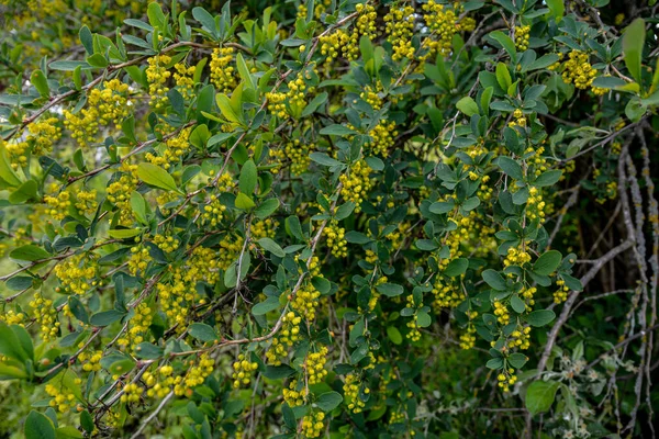 Nahaufnahme Von Hängenden Gelben Blumensträußen Auf Dem Zweig Vor Grünem — Stockfoto