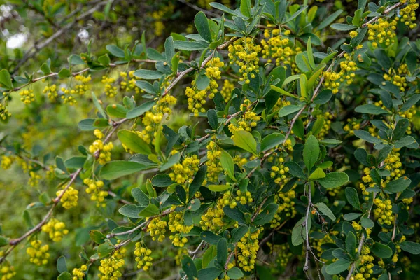 Zbliżenie Wiszące Żółte Pęczki Kwiatów Gałęzi Zielonym Tle Gałąź Maliny — Zdjęcie stockowe