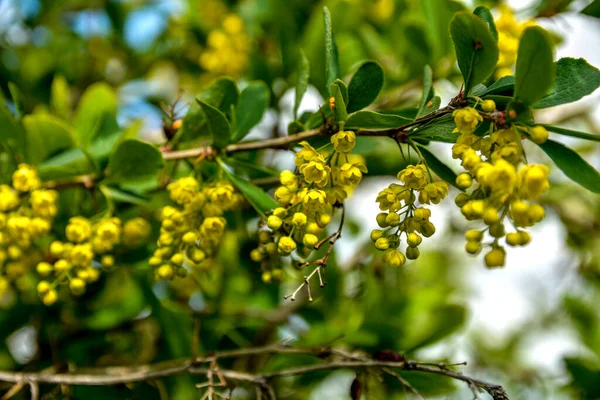 İlkbaharda açan yeşil arkaplan .böğürtlen dalına sarı çiçek demetlerinin yakın plan çekilmesi, yakın görüş