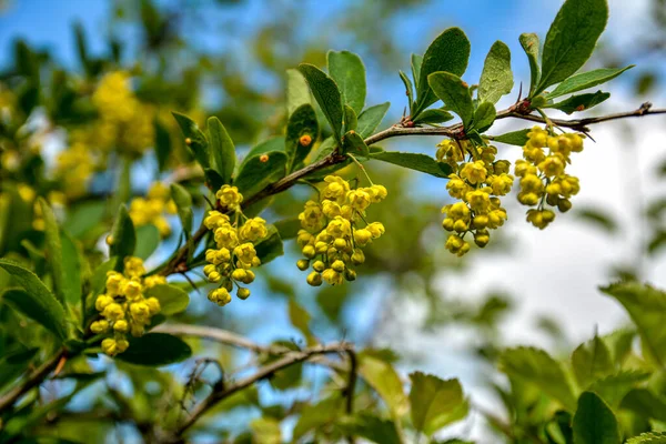 İlkbaharda açan yeşil arkaplan .böğürtlen dalına sarı çiçek demetlerinin yakın plan çekilmesi, yakın görüş