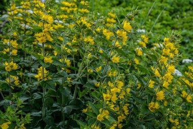 Çiçek açan sarı gevşetici (lysimachia punctata) çiçeklerine yakın plan. Temmuz sonu botanik bahçesinde çekildi. Arka planda bitki örtüsü. Sarı gevşek çiçek..