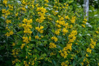 Çiçek açan sarı gevşetici (lysimachia punctata) çiçeklerine yakın plan. Temmuz sonu botanik bahçesinde çekildi. Arka planda bitki örtüsü. Sarı gevşek çiçek..