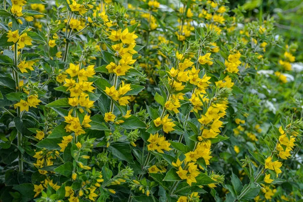 Close Yellow Loosestrife Lysimachia Punctata Flowers Bloom Taken End July — Stock Photo, Image