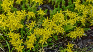 Vahşi taşrop 'ta (Sedum dönümü) kayalık topraklar üzerinde yetişir. Bahçede yabani ot Sedum arazisi. Güzel yeşil bahar arka planı. Doğa.