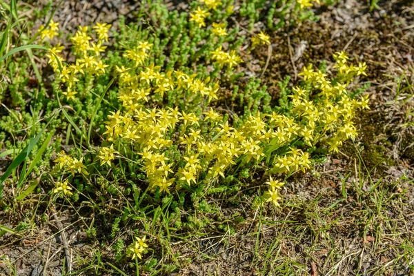 Vad Köves Sedum Acre Sziklás Talajon Wild Sedum Hektár Kertben — Stock Fotó