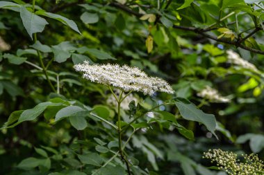 Yaz günü beyaz mürver çiçekleri. Siyah sambucus (Sambucus nigra) beyaz çiçek açar. Bahçesinde koyu yeşil yaprakları olan güzel yaşlı çiçek kümesi. Doğa çiçekleri Sambucus çıkıntısı arkaplanı.