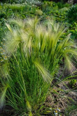 Tilki kuyruğu arpası genellikle alçak ve orta seviyelerde bulunur ama bazen alkali ve tuzlu çayırlarda yetişir. .