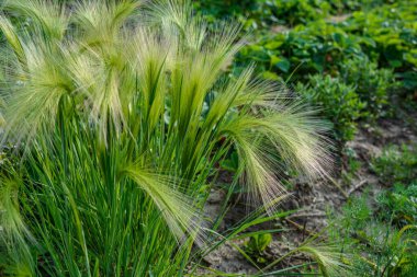 Tilki kuyruğu arpası genellikle alçak ve orta seviyelerde bulunur ama bazen alkali ve tuzlu çayırlarda yetişir. .