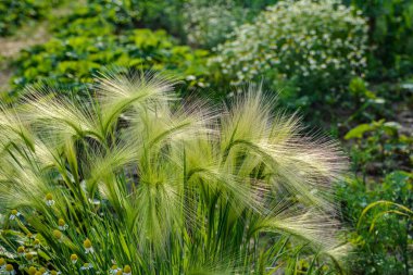 Tilki kuyruğu arpası genellikle alçak ve orta seviyelerde bulunur ama bazen alkali ve tuzlu çayırlarda yetişir. .
