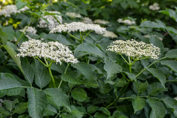 White elderberry flowers in summer day. Black sambucus (Sambucus nigra) white blooms. Beautiful elder flower cluster with dark green leaves in garden. Nature blossom Sambucus ebulus background.