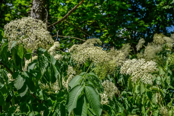 Белые Бузины Летний День Чёрный Самбук Sambucus Nigra Расцветает Цветок — стоковое фото