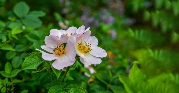 Perro Rosa Rosa Canina Flores Color Rosa Claro Flor Las — Foto de Stock