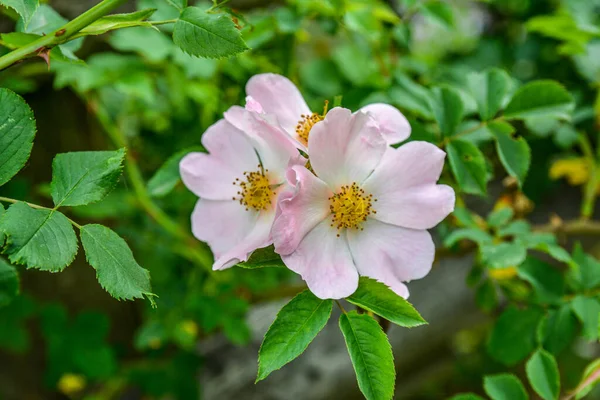 Pies Róży Rosa Canina Jasnoróżowe Kwiaty Rozkwicie Gałęziach Piękne Dzikie — Zdjęcie stockowe