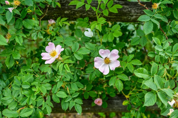 Pies Róży Rosa Canina Jasnoróżowe Kwiaty Rozkwicie Gałęziach Piękne Dzikie — Zdjęcie stockowe