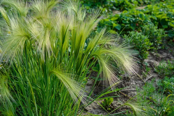 Tilki kuyruğu arpası genellikle alçak ve orta seviyelerde bulunur ama bazen alkali ve tuzlu çayırlarda yetişir. .