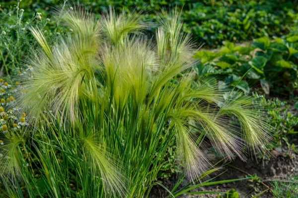 Tilki kuyruğu arpası genellikle alçak ve orta seviyelerde bulunur ama bazen alkali ve tuzlu çayırlarda yetişir. .