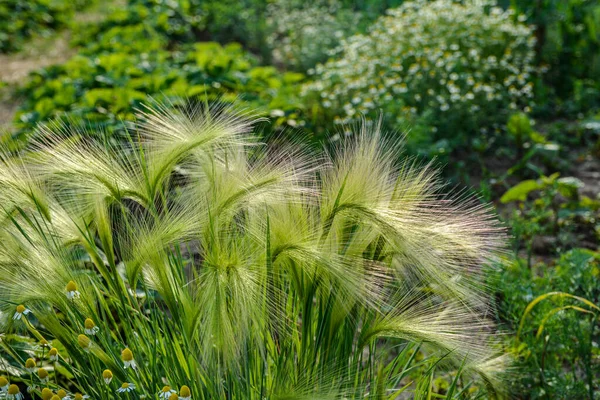 Tilki kuyruğu arpası genellikle alçak ve orta seviyelerde bulunur ama bazen alkali ve tuzlu çayırlarda yetişir. .