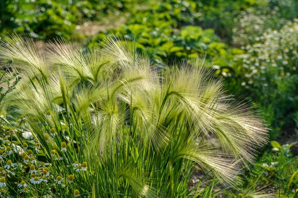 Tilki kuyruğu arpası genellikle alçak ve orta seviyelerde bulunur ama bazen alkali ve tuzlu çayırlarda yetişir. .