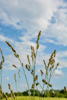 İlkbaharda Atlantik Okyanusu 'nun kuzeyinde gün batımına karşı vahşi otlar. Tohumları ve polenleri bir kedi otuna (Dactylis glomerata) yakın tutun. .