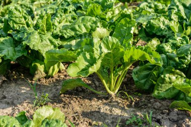 Yem pancarı sahaya yakın çekim. Ekin ve tarım. Yeşil pancar kökü yaprakları tarlanın yumuşak bulanık arka planında, boşluğu kopyala .
