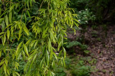 Ağlayan söğüt ağacı. Ağlayan söğüt ağacının dalları arasında gün ışığı. .