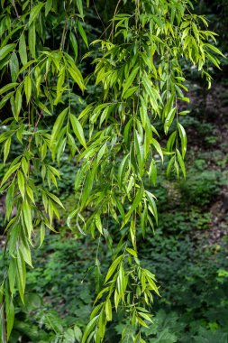 Ağlayan söğüt ağacı. Ağlayan söğüt ağacının dalları arasında gün ışığı. .