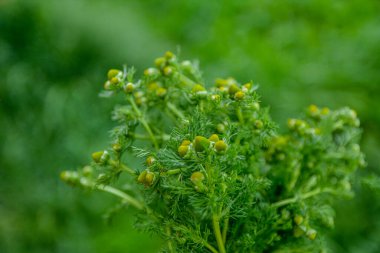 Matricaria discoidea, yaygın olarak pineappleweed, yabani papatya çayı ve disk mayweed olarak bilinir, her yıl kullanılan bir bitki familyasıdır.