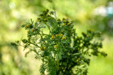 Matricaria discoidea, yaygın olarak pineappleweed, yabani papatya çayı ve disk mayweed olarak bilinir, her yıl kullanılan bir bitki familyasıdır.