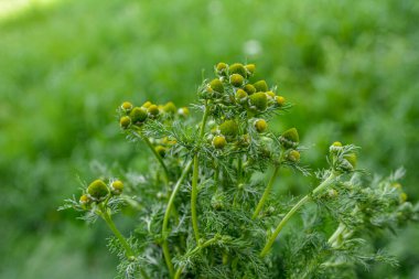 Matricaria discoidea, yaygın olarak pineappleweed, yabani papatya çayı ve disk mayweed olarak bilinir, her yıl kullanılan bir bitki familyasıdır.