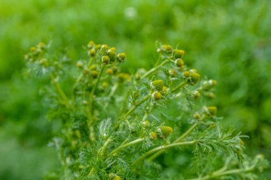 Matricaria discoidea, yaygın olarak pineappleweed, yabani papatya çayı ve disk mayweed olarak bilinir, her yıl kullanılan bir bitki familyasıdır.