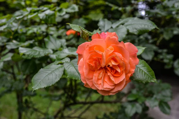 Schöne Blume Orange Rosenblüte Naturgarten Mit Zweigen Und Grünen Blättern — Stockfoto