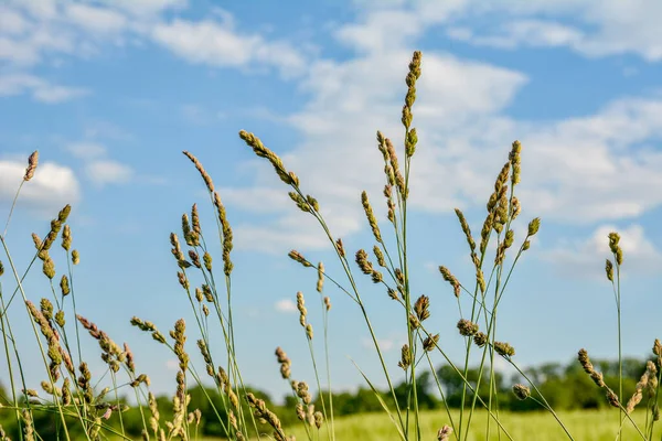 İlkbaharda Atlantik Okyanusu 'nun kuzeyinde gün batımına karşı vahşi otlar. Tohumları ve polenleri bir kedi otuna (Dactylis glomerata) yakın tutun. .