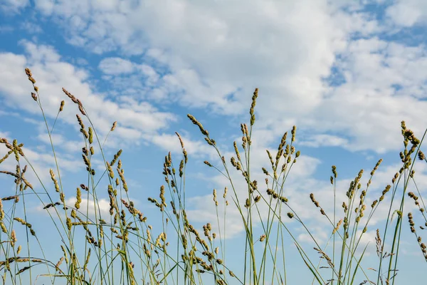 İlkbaharda Atlantik Okyanusu 'nun kuzeyinde gün batımına karşı vahşi otlar. Tohumları ve polenleri bir kedi otuna (Dactylis glomerata) yakın tutun. .