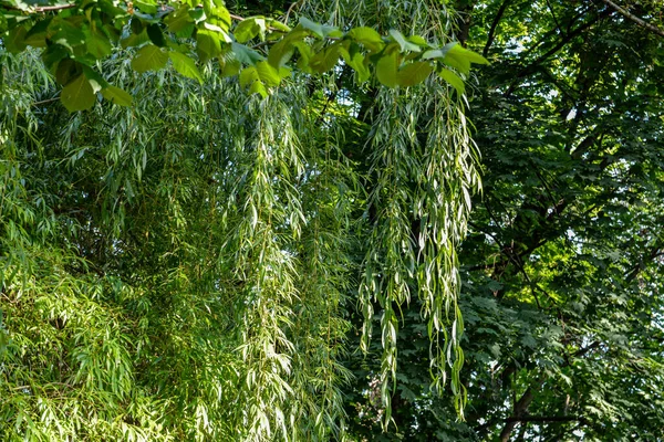 Weeping Willow Background Sunshine Branches Weeping Willow Tree Forest — Stock Photo, Image