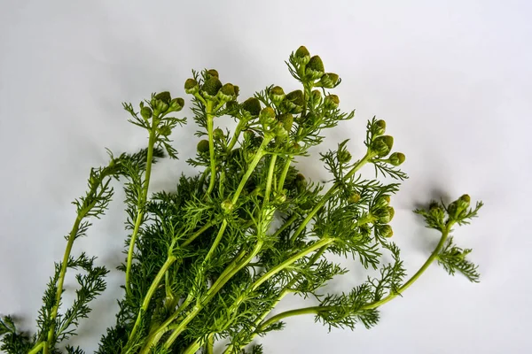 Matricaria Discoidea Comunemente Noto Come Ananas Camomilla Selvatica Disco Mayweed — Foto Stock