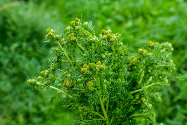 Matricaria Diskoidea Běžně Známý Jako Ananas Divoký Heřmánek Disk Mayweed — Stock fotografie