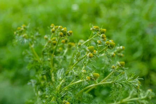 Matricaria discoidea, yaygın olarak pineappleweed, yabani papatya çayı ve disk mayweed olarak bilinir, her yıl kullanılan bir bitki familyasıdır.